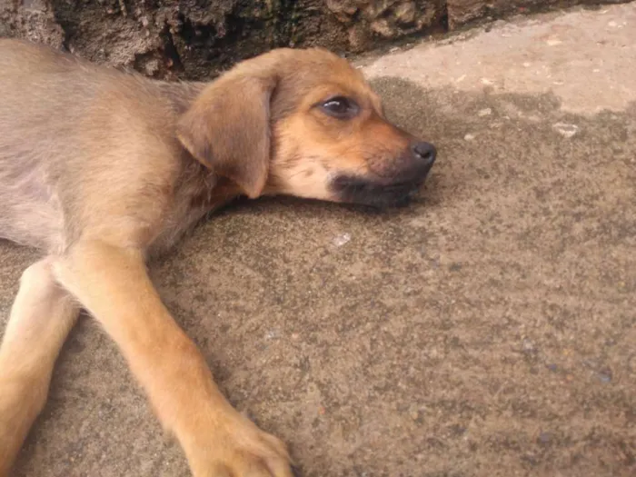 Cachorro ra a Não definida idade 2 a 6 meses nome Não tem 