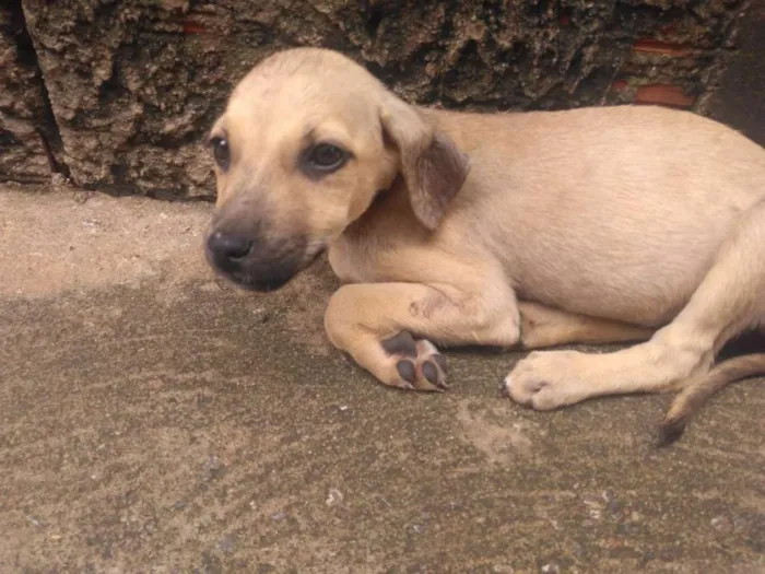 Cachorro ra a Não definida idade 2 a 6 meses nome Não tem 