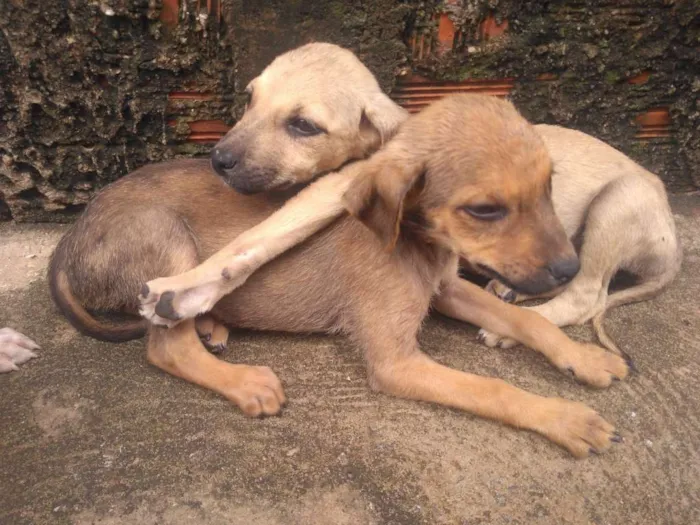 Cachorro ra a Não definida idade 2 a 6 meses nome Não tem 