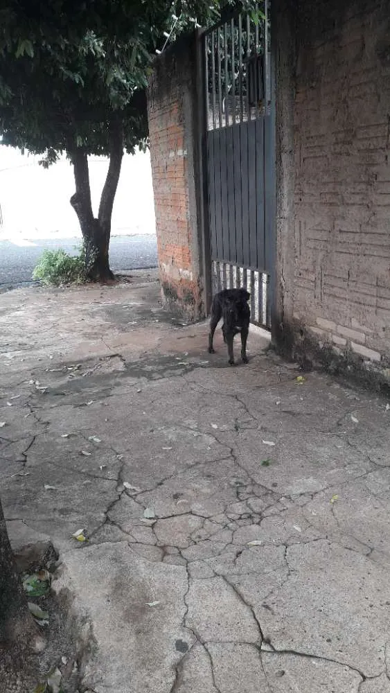 Cachorro ra a Vira-lata idade 1 ano nome Neguinha