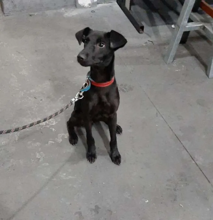 Cachorro ra a SRD idade 7 a 11 meses nome Feijão