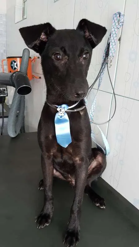 Cachorro ra a SRD idade 7 a 11 meses nome Feijão