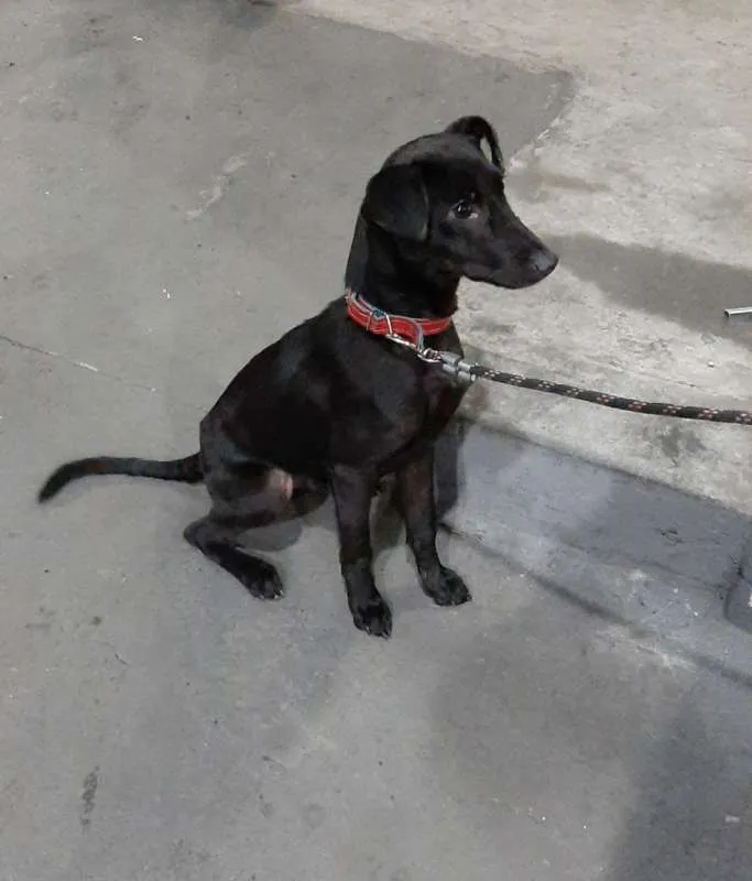 Cachorro ra a SRD idade 7 a 11 meses nome Feijão