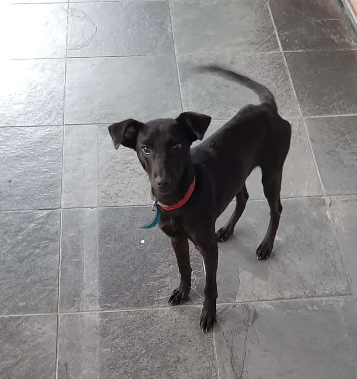 Cachorro ra a SRD idade 7 a 11 meses nome Feijão