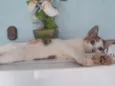 Pequena
