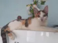 Pequena