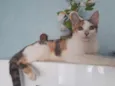 Pequena
