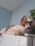 Pequena