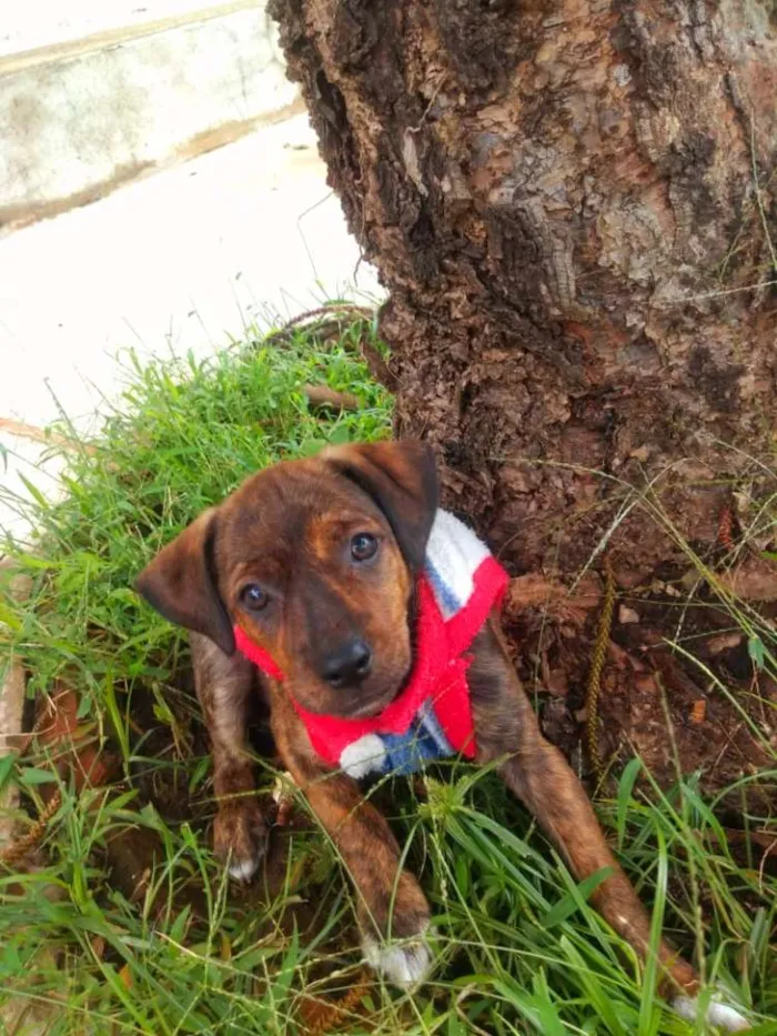 Cachorro ra a Srd idade 2 a 6 meses nome Sofia