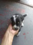 a escolha 