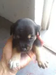 a escolha 