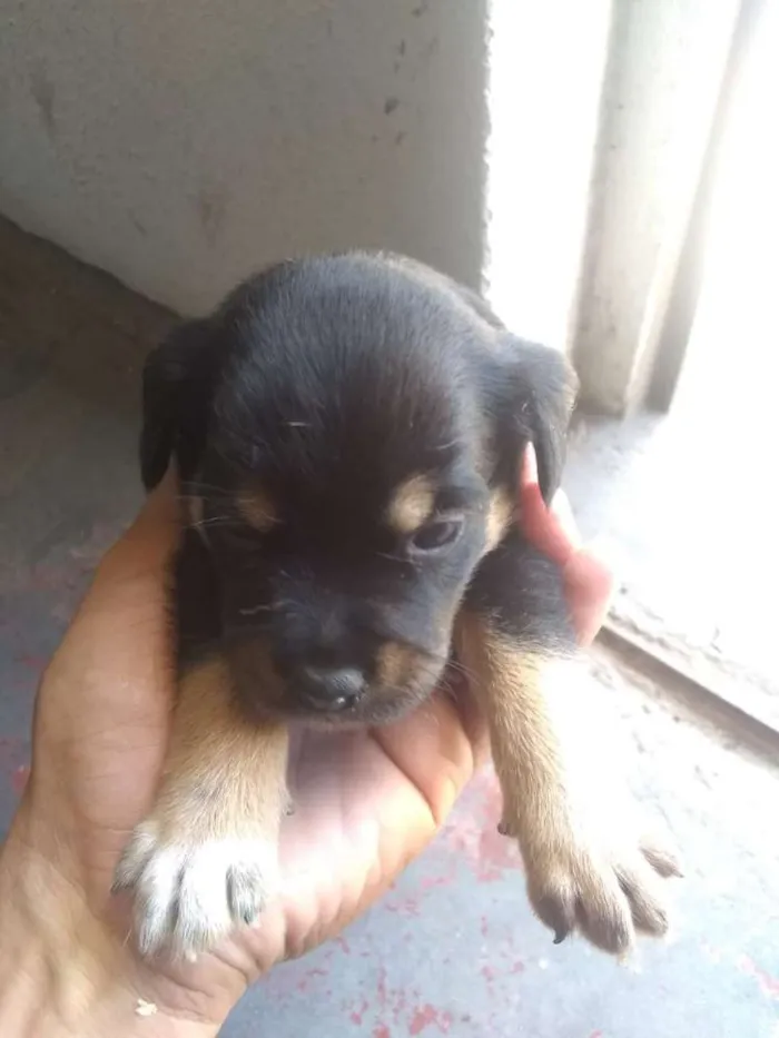 Cachorro raça  idade Abaixo de 2 meses nome a escolha 