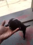a escolha 