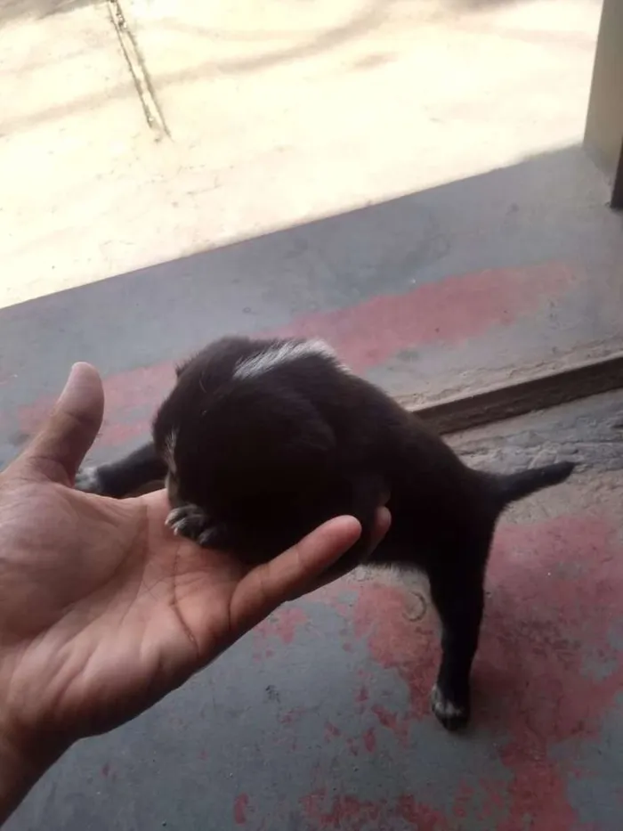Cachorro raça  idade Abaixo de 2 meses nome a escolha 