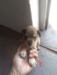 a escolha 