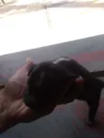 a escolha 