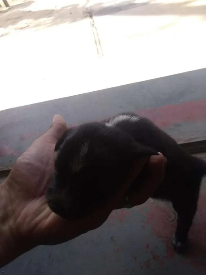Cachorro raça  idade Abaixo de 2 meses nome a escolha 