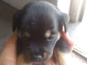 Cachorro raça  idade Abaixo de 2 meses nome a escolha 