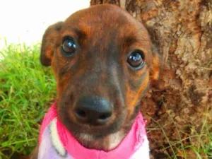 Cachorro raça Srd idade 2 a 6 meses nome Matilda