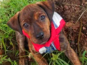 Cachorro raça Srd idade 2 a 6 meses nome Sofia