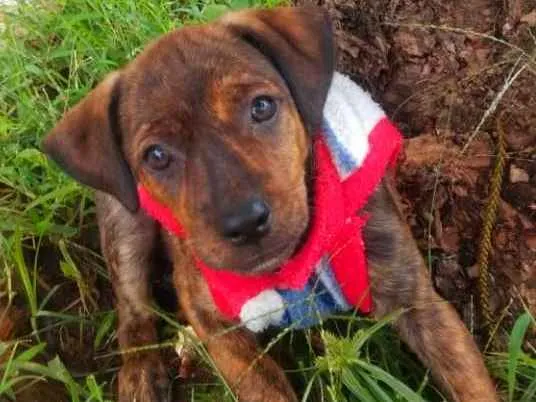 Cachorro ra a Srd idade 2 a 6 meses nome Sofia