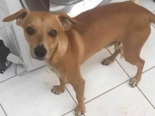 Cachorro ra a Vira lata idade 2 anos nome Paçoca 