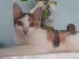 Pequena