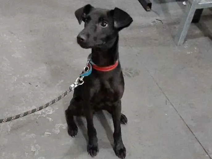 Cachorro ra a SRD idade 7 a 11 meses nome Feijão