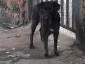 Cachorro raça Vira-lata idade 1 ano nome Neguinha