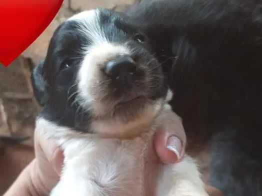 Cachorro ra a Vira lata idade 3 anos nome Nega