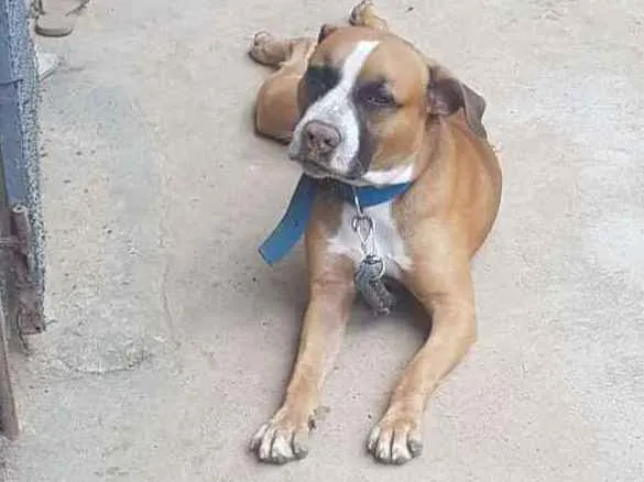 Cachorro ra a Pitbull  idade 1 ano nome Apollo