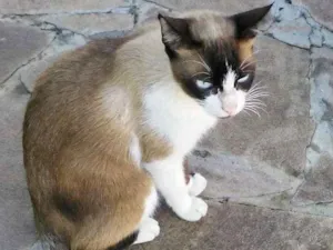 Gato raça Nao sei a raça idade 1 ano nome Sem coleira