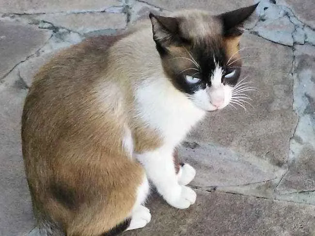 Gato ra a Nao sei a raça idade 1 ano nome Sem coleira