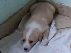 Cachorro raça Vira lata idade 2 a 6 meses nome Bolt