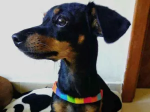 Cachorro raça SRD idade 1 ano nome Mirella