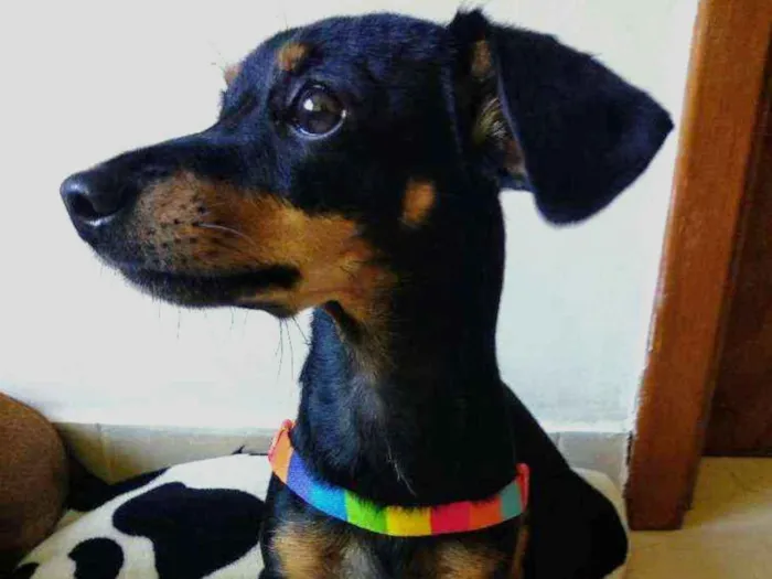 Cachorro ra a SRD idade 1 ano nome Mirella