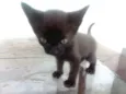 Tida