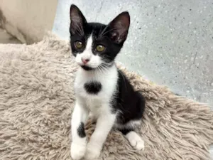 Gato raça Sem raça definida idade 2 a 6 meses nome Lili