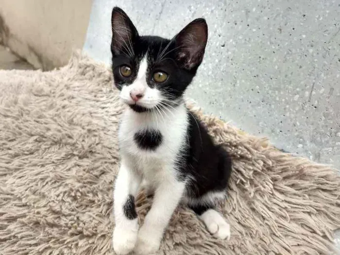 Gato ra a Sem raça definida idade 2 a 6 meses nome Lili