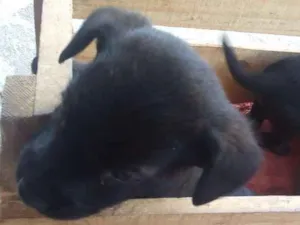 Cachorro raça Mistura de dshung com vira lat idade Abaixo de 2 meses nome Sem nome