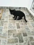 Tico e Teco