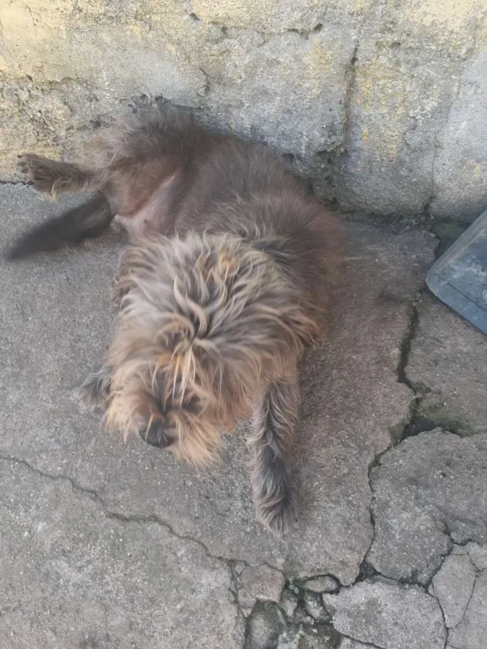 Cachorro ra a Vira lata  idade 2 anos nome Lilica 