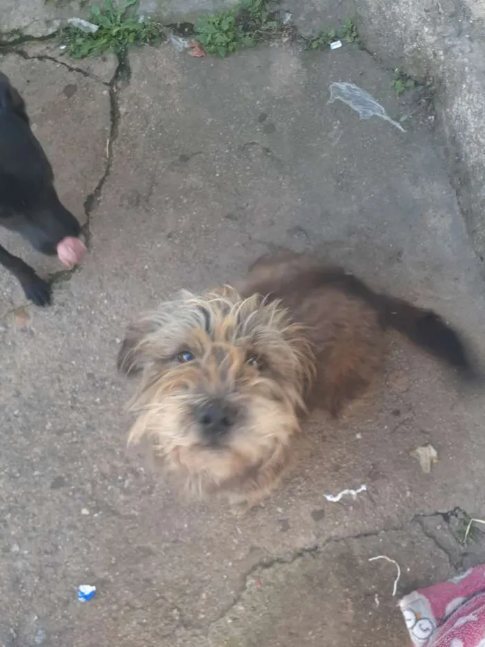 Cachorro ra a Vira lata  idade 2 anos nome Lilica 