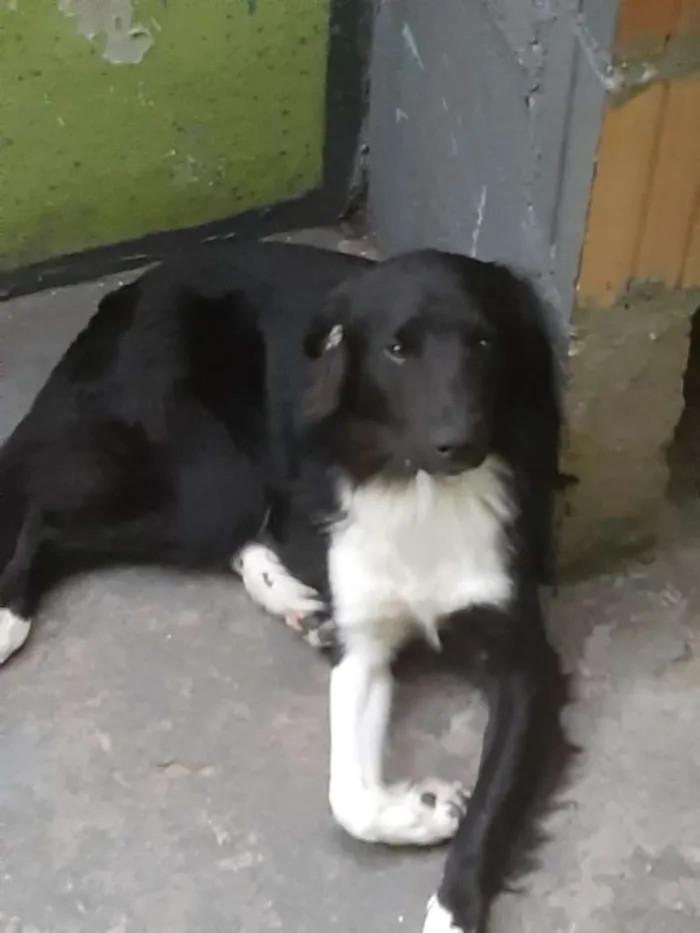 Cachorro ra a Não sei idade 7 a 11 meses nome Timão 