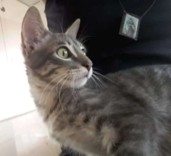 Gato ra a SRD idade 2 a 6 meses nome Sem nome