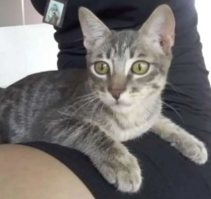 Gato ra a SRD idade 2 a 6 meses nome Sem nome