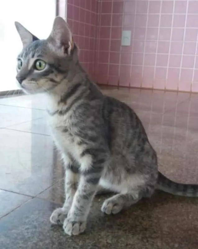 Gato ra a SRD idade 2 a 6 meses nome Sem nome