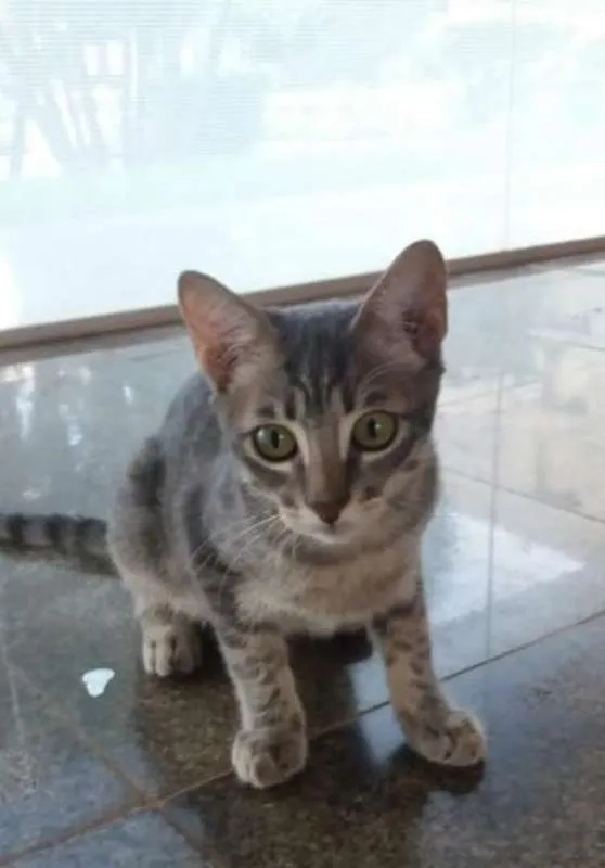Gato ra a SRD idade 2 a 6 meses nome Sem nome