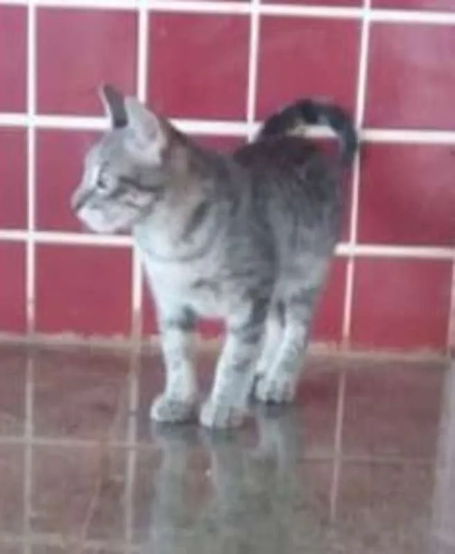 Gato ra a SRD idade 2 a 6 meses nome Sem nome