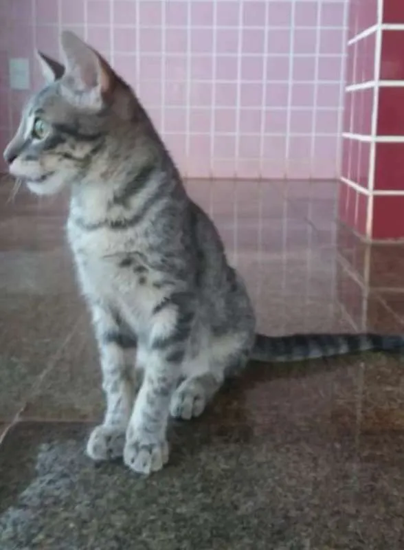 Gato ra a SRD idade 2 a 6 meses nome Sem nome